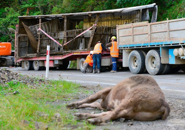 8 Things You Never Knew About Cattle Transportation 