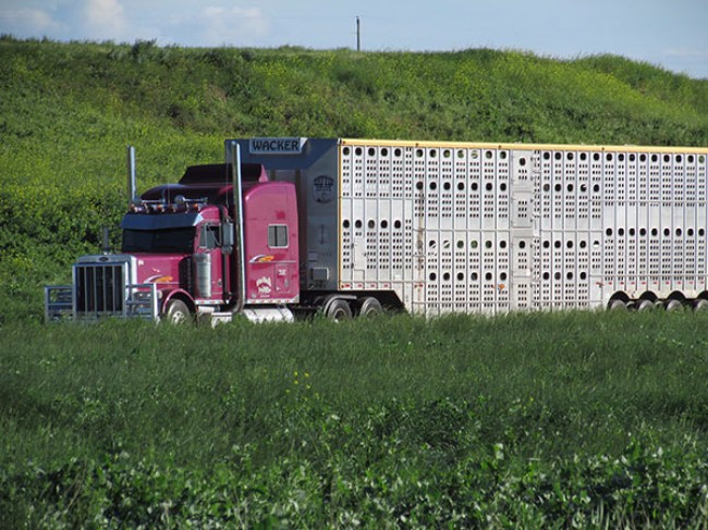 8 Things You Never Knew About Cattle Transportation 