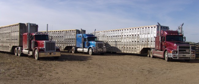 8 Things You Never Knew About Cattle Transportation 