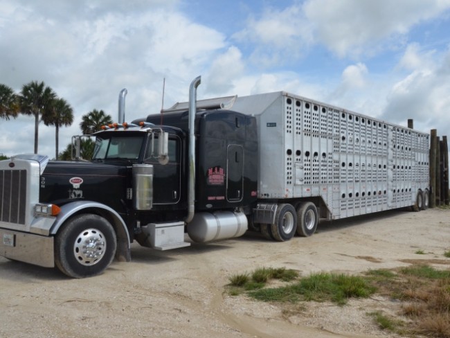 8 Things You Never Knew About Cattle Transportation 