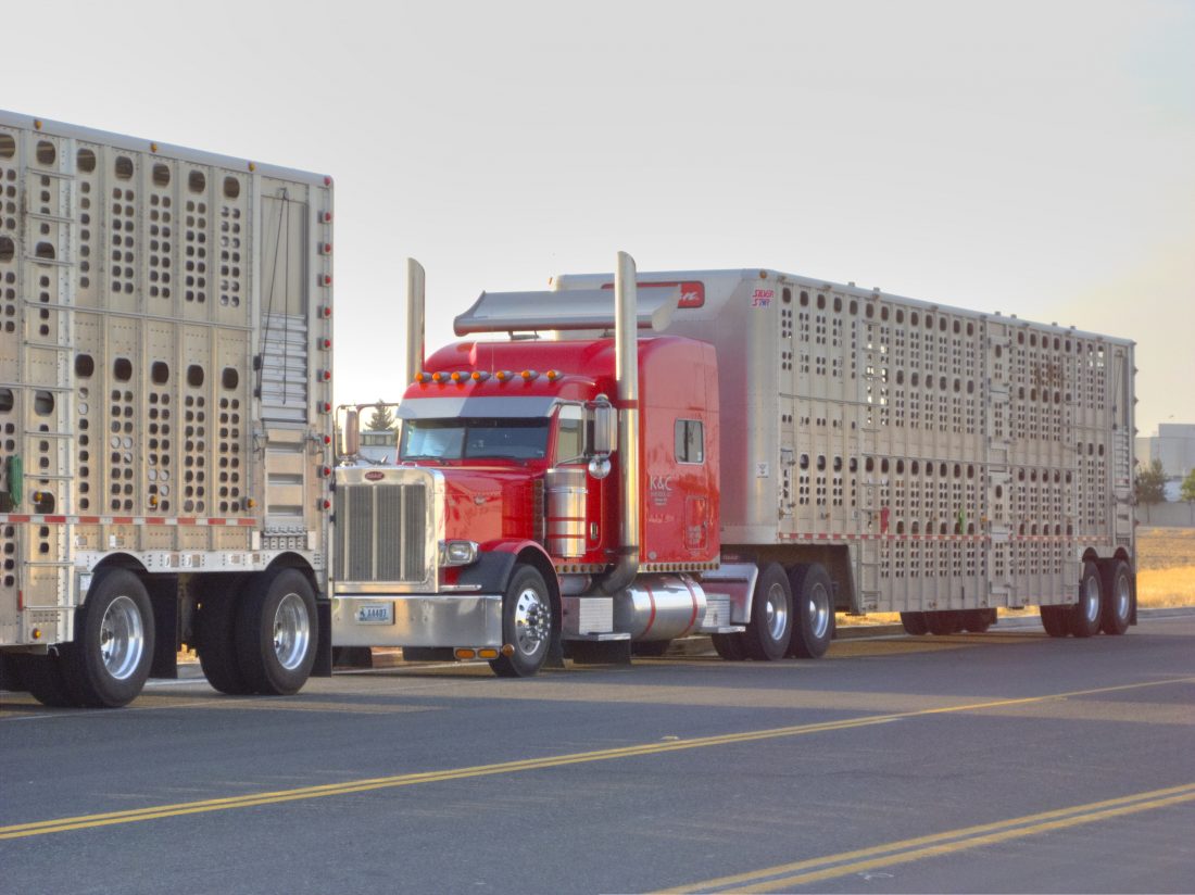 Livestock Hauling 10 Amazing Things You Want To Know